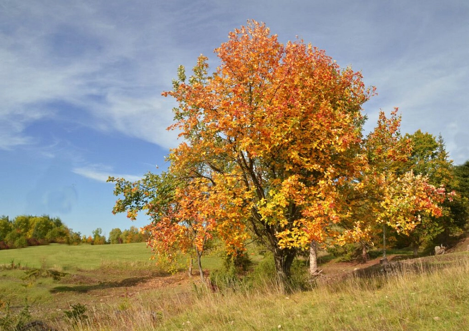 Baum mit Herbstfärbung