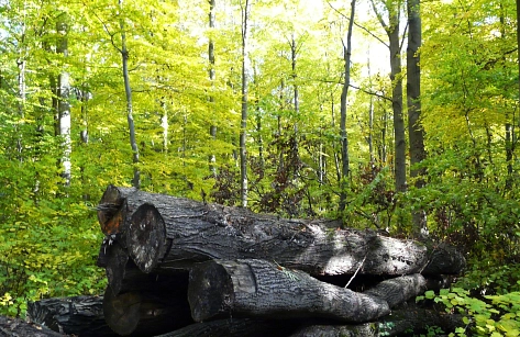 Abgelegte Baumstämme im Hildesheimer Wald