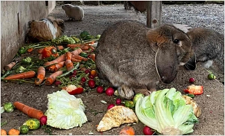 Kaninchen und Meerschweinchen fressen Gemüse