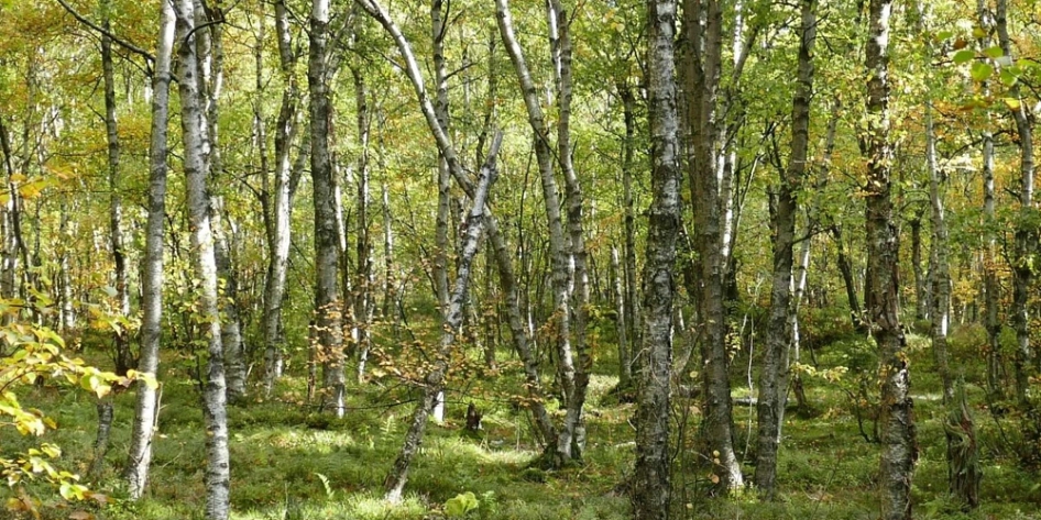 Moorbirkenwald