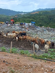 Mülldeponie von Padang