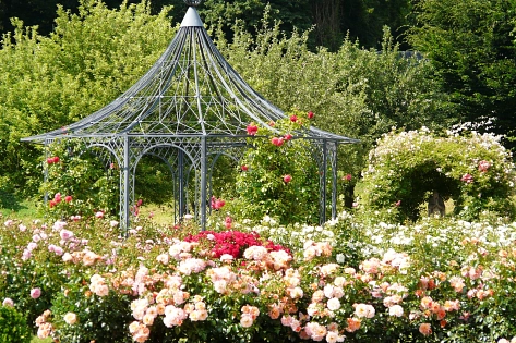 Rosenblüte im Magdalenengarten