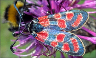 Esparsetten-Widderchen (blau-roter Schmetterling)