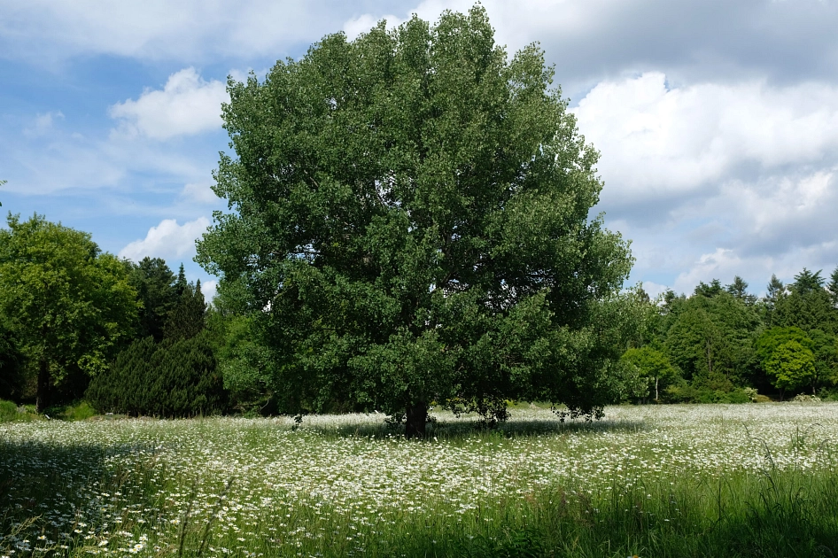 Auf dem Bild ist eine ausgewachsene Zitterpappel auf einer blühenden Wiese zu sehen.