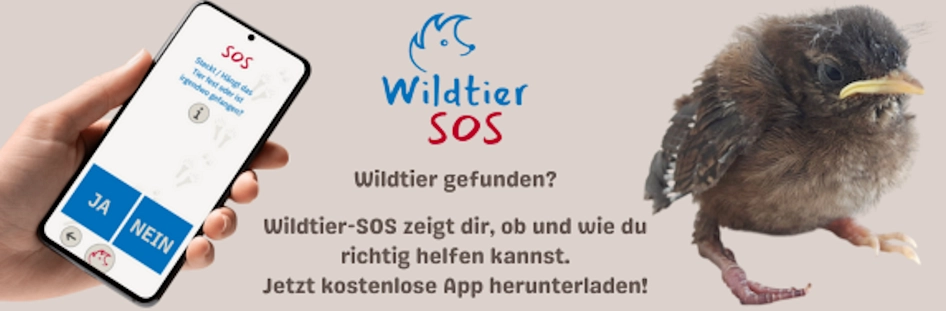 Die Wildtier-SOS-App hilft Tieren in Not und den Menschen, die sie finden.